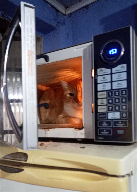 Add a Comment Add an Image. . Cat in microwave and blender full video